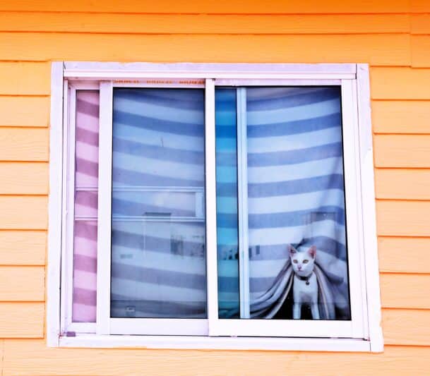 Cat peering through double tilt slider window